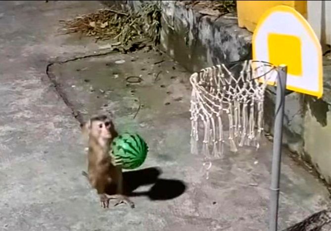 ( ویدیو) میمون بسکتبالیست با هندوانه شوت دو امتیازی می زند!