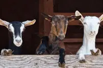 ببینید| برخورد مرگبار قطار با گله بزها
