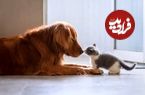 (ویدئو) سگ های مهربانی که بچه گربه بزرگ کرده اند!