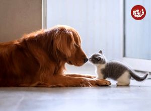 (ویدئو) سگ های مهربانی که بچه گربه بزرگ کرده اند!