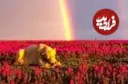 ببینید| طبیعت چشم‌نواز قطب شمال؛ خرس قطبی میان گل‌ها و رنگین‌کمان