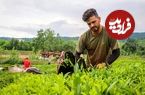 ببینید؛ برداشت اولین چین بهاره برگ سبز چای در تنکابن