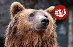 از خرس قطبی تا خرس آفتاب؛ کدام خرس در نبرد جثه برنده می شود؟ + اینفوگرافیک