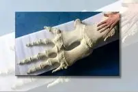 شباهت جالب استخوان باله نهنگ به انگشتان دست انسان