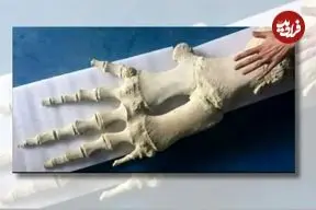 شباهت جالب استخوان باله نهنگ به انگشتان دست انسان