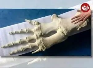 شباهت جالب استخوان باله نهنگ به انگشتان دست انسان