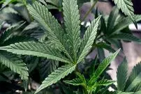 پژوهش جدید: ترکیبات شاهدانه رشد سلول‌های سرطان تخمدان را به طور غیرمنتظره‌ای مهار می‌کنند