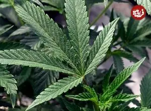 پژوهش جدید: ترکیبات شاهدانه رشد سلول‌های سرطان تخمدان را به طور غیرمنتظره‌ای مهار می‌کنند