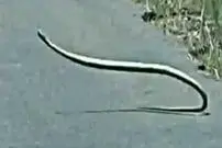 ببینید| رقص و حرکات عجیب و غریب یک مار بومسلنگ وسط جاده!