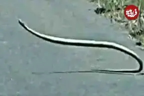 ببینید| رقص و حرکات عجیب و غریب یک مار بومسلنگ وسط جاده!