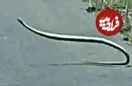 ببینید| رقص و حرکات عجیب و غریب یک مار بومسلنگ وسط جاده!