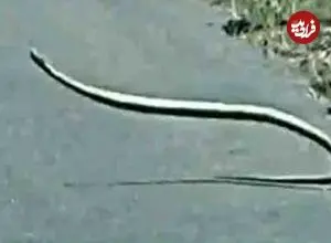 ببینید| رقص و حرکات عجیب و غریب یک مار بومسلنگ وسط جاده!