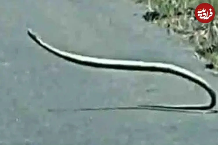 ببینید| رقص و حرکات عجیب و غریب یک مار بومسلنگ وسط جاده!