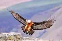 (ویدئو) پرواز هما بر فراز آسمان؛ این‌ بار در منطقه شکار ممنوع سوادکوه 