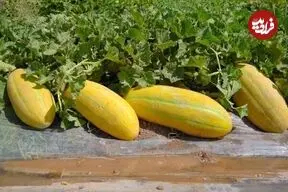 می‌دانید فلسفه «هر کس خربزه می‌خوره باید پای لرزش بشینه» چیست؟ + فواید خربزه