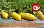 می‌دانید فلسفه «هر کس خربزه می‌خوره باید پای لرزش بشینه» چیست؟ + فواید خربزه