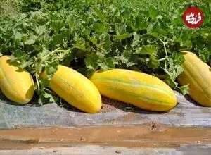 می‌دانید فلسفه «هر کس خربزه می‌خوره باید پای لرزش بشینه» چیست؟ + فواید خربزه