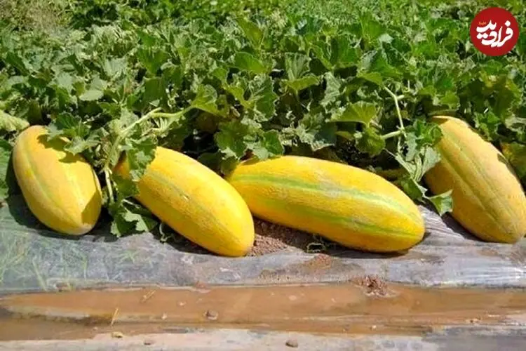 می‌دانید فلسفه «هر کس خربزه می‌خوره باید پای لرزش بشینه» چیست؟ + فواید خربزه