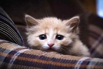 ( ویدیو) وحشت عجیب گربه‌ها از ورقه فویل!