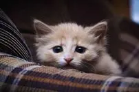 ( ویدیو) وحشت عجیب گربه‌ها از ورقه فویل!
