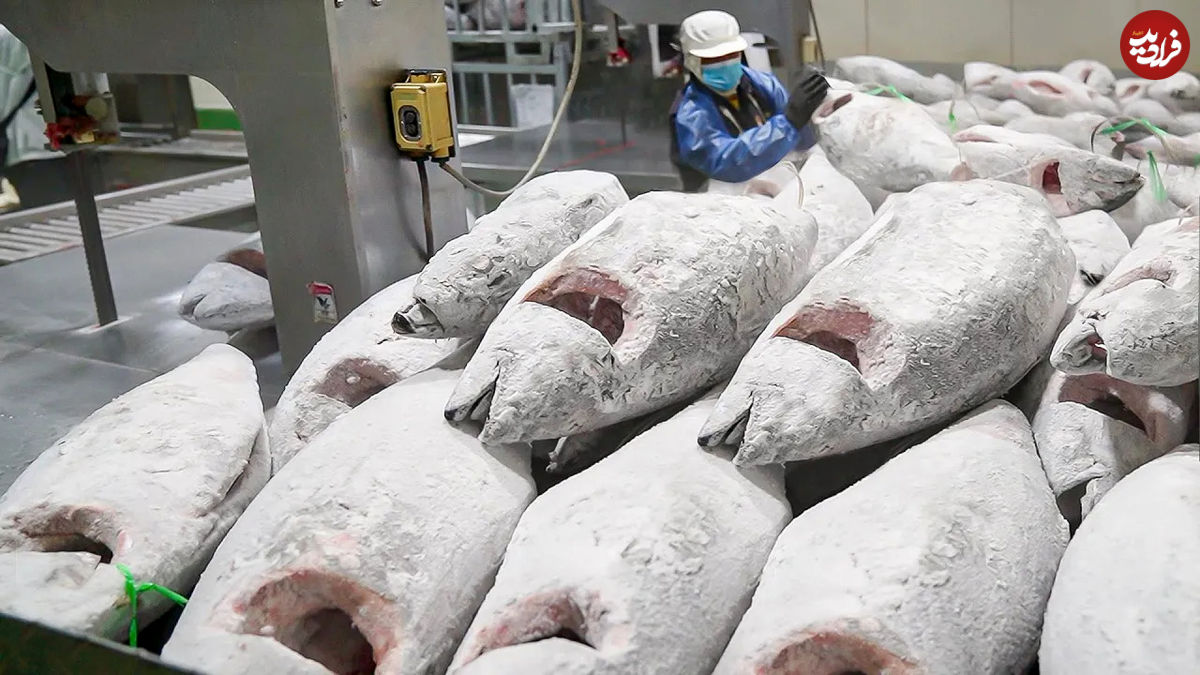 (ویدئو) فرآیند برش هزاران «ماهی تن منجمد» برای تولید سوشی در کارخانه تایوانی