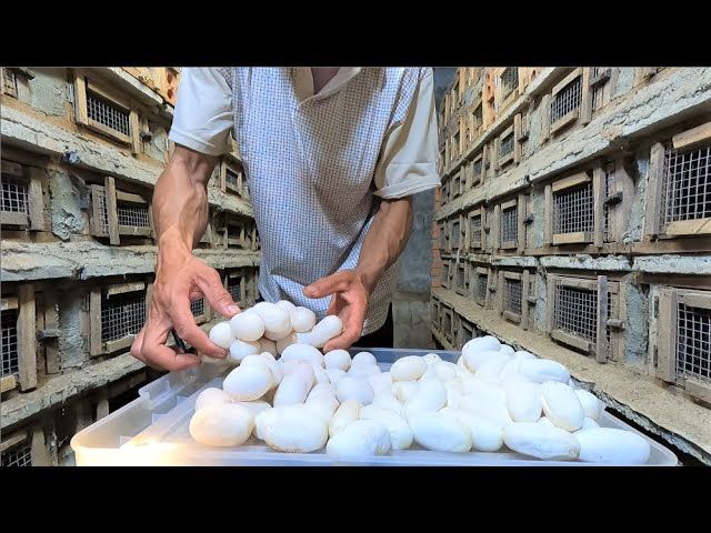 (ویدئو) فرایند برداشت خطرناک تخم مار کبرا در یک مزرعه بزرگ پرورش مار