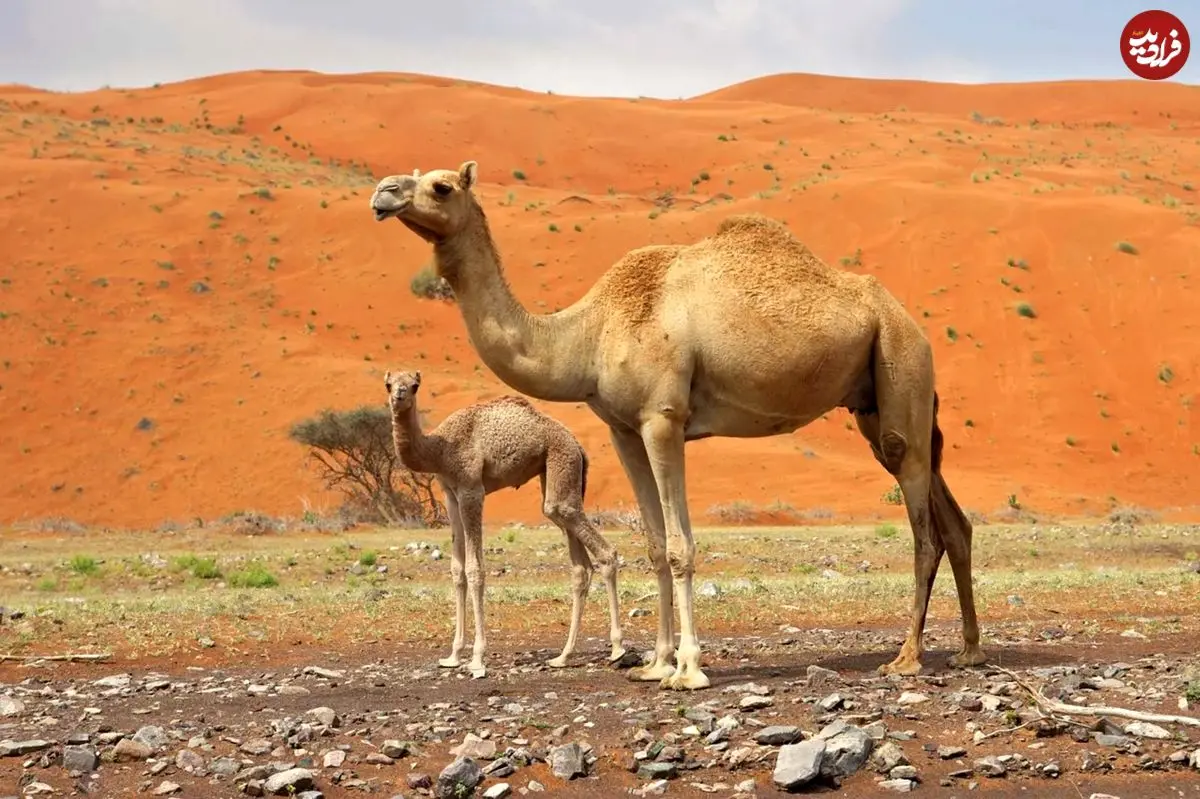 مادۀ منحصربه‌فرد در بدن «شتر» که ممکن است به درمان «آلزایمر» کمک کند
