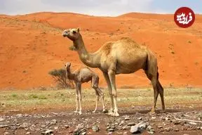 مادۀ منحصربه‌فرد در بدن «شتر» که ممکن است به درمان «آلزایمر» کمک کند