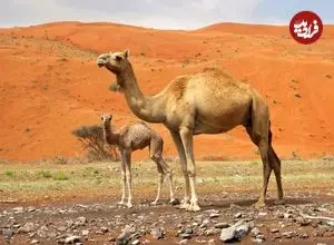 مادۀ منحصربه‌فرد در بدن «شتر» که ممکن است به درمان «آلزایمر» کمک کند