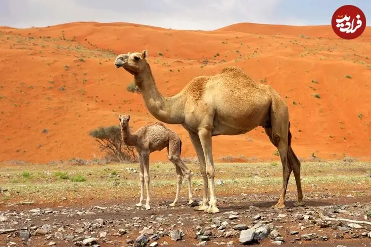 مادۀ منحصربه‌فرد در بدن «شتر» که ممکن است به درمان «آلزایمر» کمک کند