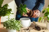 نکات کلیدی برای تعویض گلدان