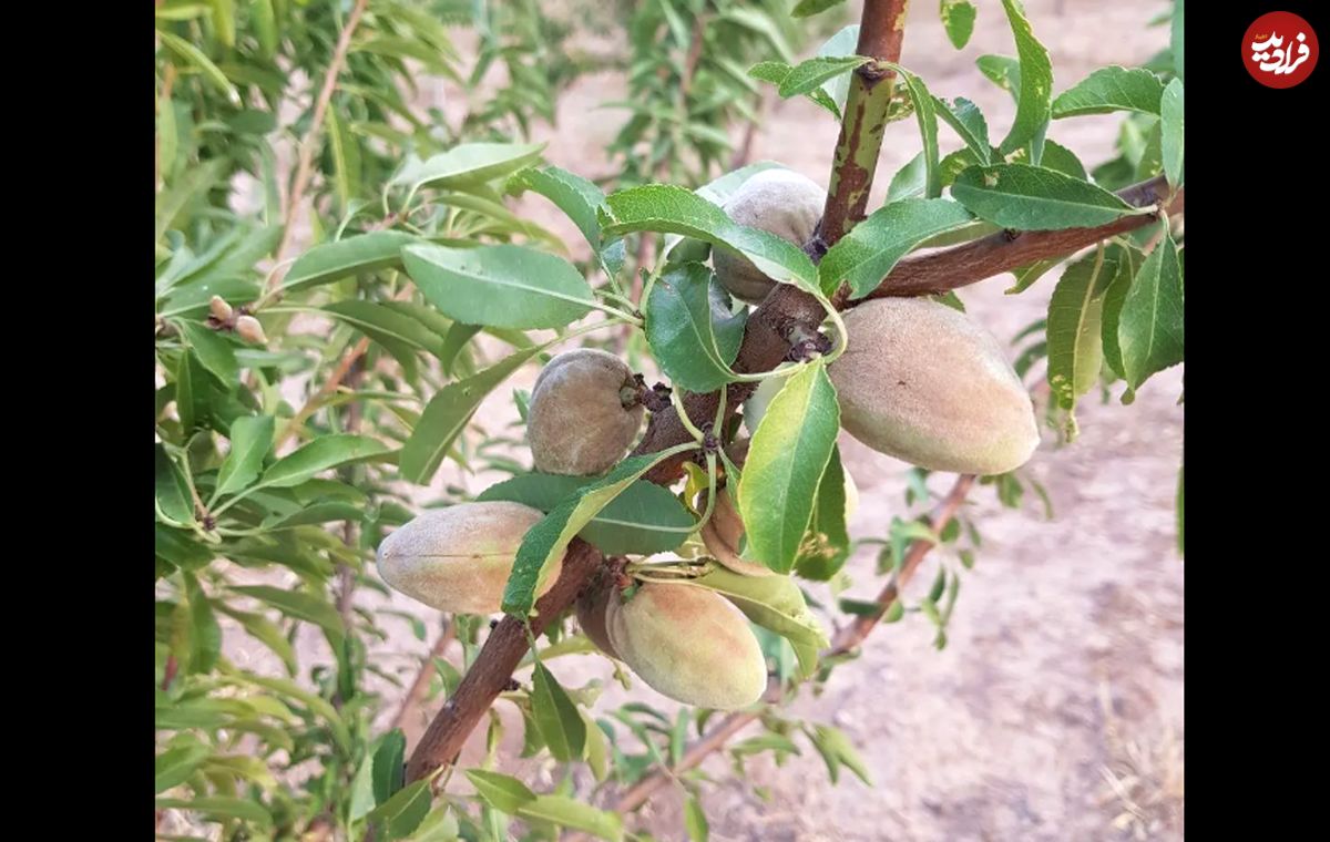 برداشت بادام در تاکستان، کمی پیش از سرشاخه‌های تاک