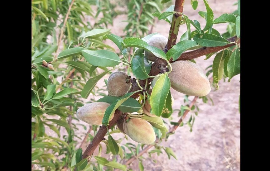 برداشت بادام در تاکستان، کمی پیش از سرشاخه‌های تاک