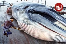 (ویدئو) ژاپنی ها چگونه نهنگ های غول پیکر را پس از صید، برش می زنند؟