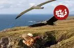 رکورد پرواز بدون لمس زمین در دنیای پرندگان ؛ از 15 ثانیه مرغ تا 3 سال پرواز مداوم!
