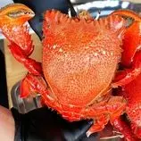 ببینید| غذای خیابانی در ویتنام؛ پخت غذاهای متنوع با خرچنگ بزرگ قرمز در هانوی