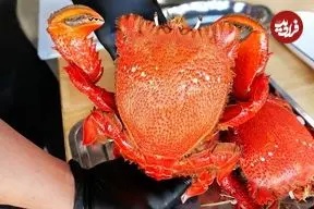 ببینید| غذای خیابانی در ویتنام؛ پخت غذاهای متنوع با خرچنگ بزرگ قرمز در هانوی