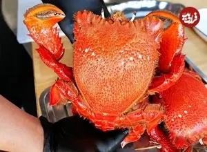 ببینید| غذای خیابانی در ویتنام؛ پخت غذاهای متنوع با خرچنگ بزرگ قرمز در هانوی