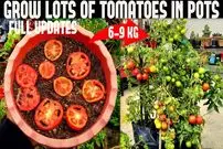 (ویدئو) چگونه در گلدان یک گوجه بکاریم و 9 کیلو برداشت کنیم؟