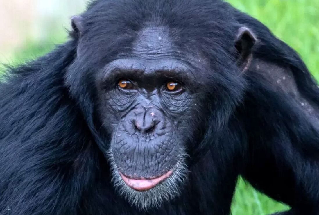 ( ویدیو) تشویق باورنکردنی یک میمون به تقلید حرکاتش توسط یک انسان!