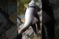 (ویدئو) صید یک ماهی غول پیکر در رودخانه سیمره
