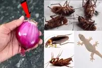 (ویدئو) چگونه با پیاز سوسک و مارمولک های خانه را در 5 دقیقه از بین ببریم؟