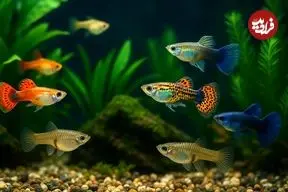 ۷ نوع ماهی که زیبایی آکواریوم‌های خانگی را چندبرابر می‌کنند