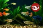 ۷ نوع ماهی که زیبایی آکواریوم‌های خانگی را چندبرابر می‌کنند