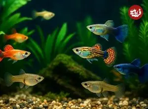 ۷ نوع ماهی که زیبایی آکواریوم‌های خانگی را چندبرابر می‌کنند