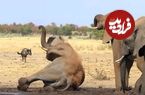 (ویدئو) لحظه زمین خوردن یک فیل