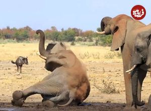 (ویدئو) لحظه زمین خوردن یک فیل