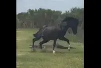 ( ویدیو) نبرد بین اسب و تمساح 