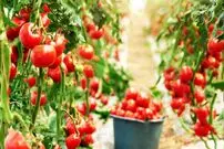 (ویدئو) ببینید گوجه فرنگی چگونه در بزرگترین گلخانه جهان کاشت و برداشت می شود