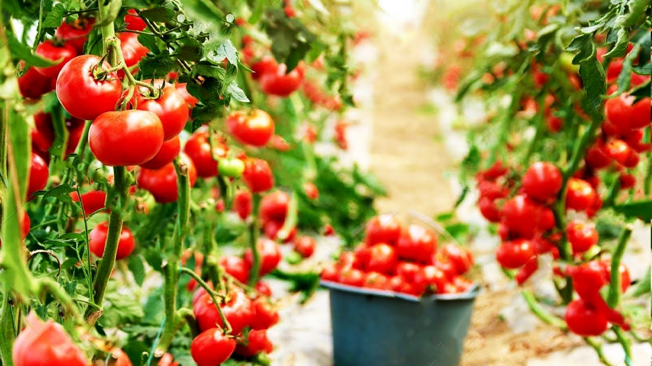 (ویدئو) ببینید گوجه فرنگی چگونه در بزرگترین گلخانه جهان کاشت و برداشت می شود